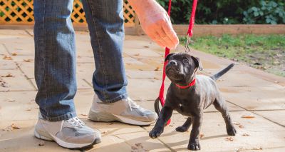 Battersea launches virtual puppy training programme