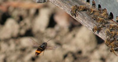 Vigilance urged after Asian hornet spotted in Hampshire