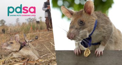 Landmine detection rat awarded animals' George Cross