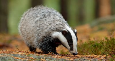 Government extends badger cull to 11 new areas