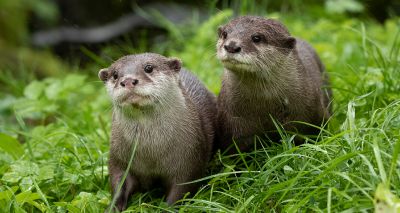 Edinburgh Zoo welcomes inquisitive otter pair