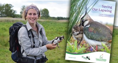 Downward trend of lapwings reversed