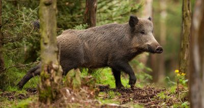 More cases of African swine fever confirmed in wild boar