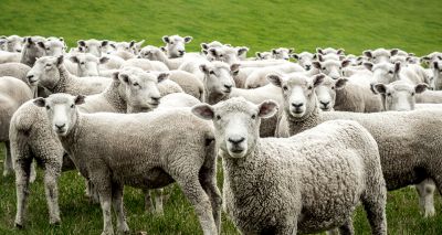 Novel technique to enable early identification of sheep scab