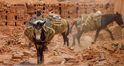 Study highlights equid welfare in Nepalese brick kilns