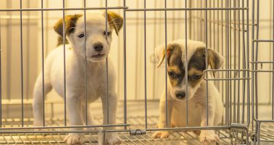 RSPCA calls for law change on puppy imports