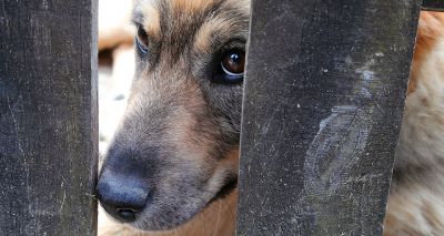 Animal Welfare Bill takes crucial step forward