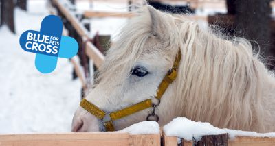 Blue Cross offers help for vulnerable horses during pandemic winter