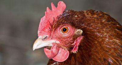 Poultry keepers urged to prepare for winter avian flu