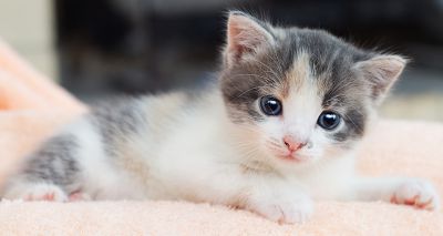 Public urged not to buy kittens on impulse