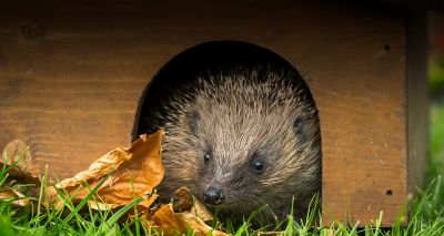 Environment secretary promotes 'hedgehog-friendly' gardens campaign