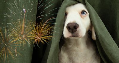 BVA urges pet owners to protect animals during fireworks season