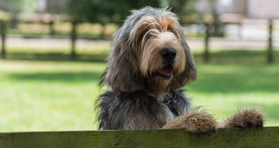 Kennel Club announces new measures for imported otterhounds