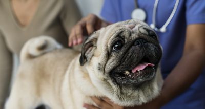 Kennel Club Charitable Trust pledges £269k towards research into brachycephalic breeds