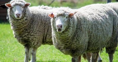 ‘Social distancing’ in sheep could eliminate maedi-visna in flock – study finds