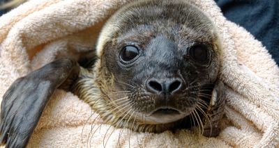 RSPCA staff create DIY sauna for sickly seal pups