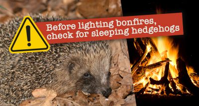 'Lockdown bonfires' spark concern for hedgehogs