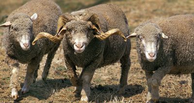 Gene map to aid understanding of sheep health