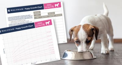 New study reveals growth charts for puppies could help tackle obesity