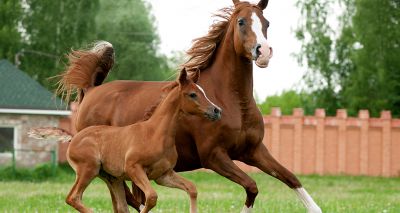 Vets identify genetic cause of fatal condition in Thoroughbreds