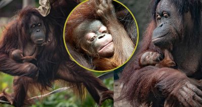 Chester Zoo announces surprise birth of critically endangered orangutan