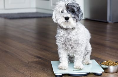 Weight loss in obese dogs improves health markers