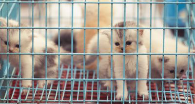 Welsh government announces imminent ban on third party puppy and kitten sales