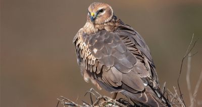 85 birds of prey illegally killed in 2019, report reveals