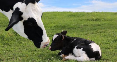 Survey seeks views on keeping cows with calves