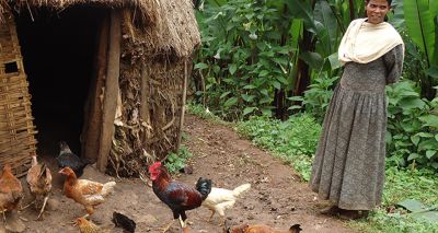 Study reveals key markers for chicken health and productivity