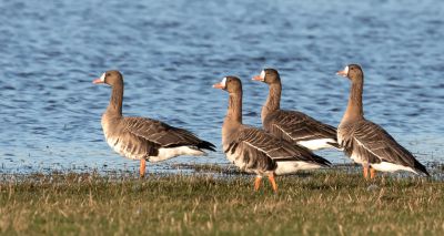 Highly pathogenic avian flu found in wild geese