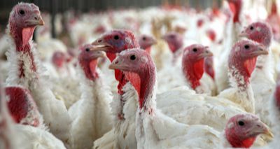 Avian flu identified at Yorkshire turkey farm