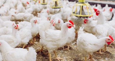 Avian influenza identified at Cheshire broiler farm