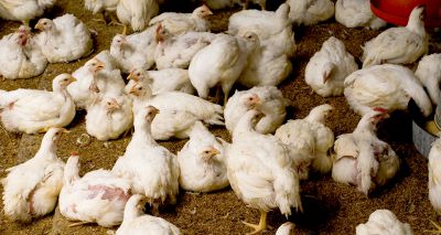 UK avian flu level threat raised to 'high'