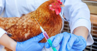 Study aims to predict spread of deadly poultry viruses