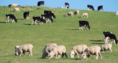 Chief vet welcomes cattle and sheep health and welfare reports