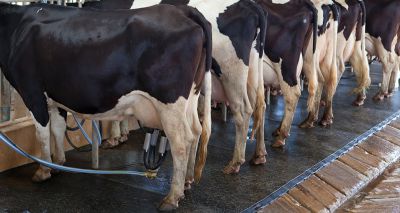 Issues reported with supply of lactating cow intramammary antibiotics