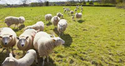 Moredun receives funding boost for ‘Smart Sheep Project”