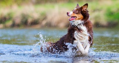 Pesticides found in flea treatments are contaminating English rivers, study finds