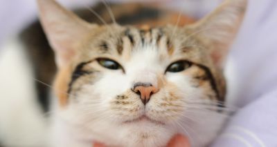 Study finds that slow blinking can help owners bond with their cats