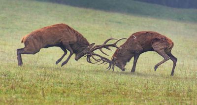 Emotions and mood influence animal behaviour, study finds