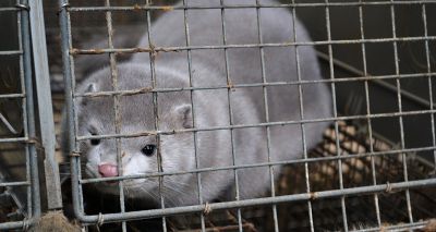 Denmark to cull 17 million mink after mutated COVID-19 strain found