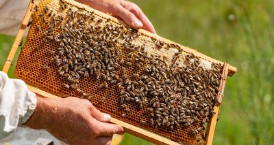 New 10 year plan launched to help protect honey bees