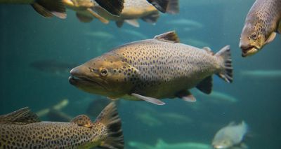 Novel approach to amoebic gill disease in salmon could benefit humans