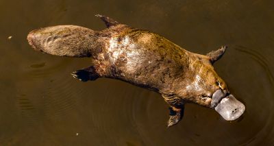 Platypus habitat has shrunk by 22 per cent in 30 years, study finds