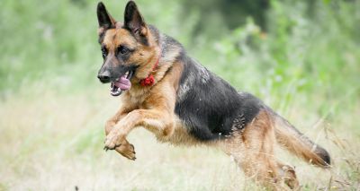 'Sloped backs' affect movement of German shepherds, study suggests