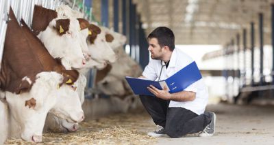 Two new RCVS Working Parties to assess vet tech role and sustainability