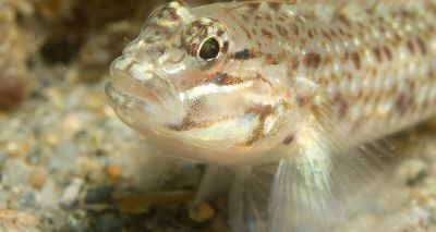 Goby fish fins may be as sensitive as human fingertips, study suggests
