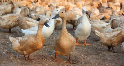 Avian flu cases confirmed in Norfolk