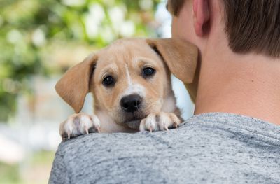 Thousands sign petition to stop dog breeding documentary